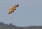 burrowing owl in flight